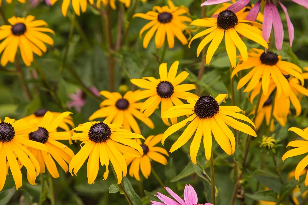 Image of orange cone flowers