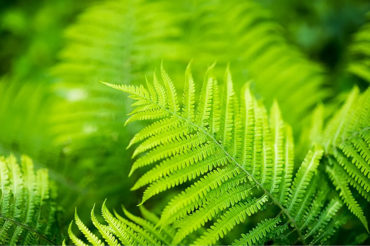 Image of ostrich fern