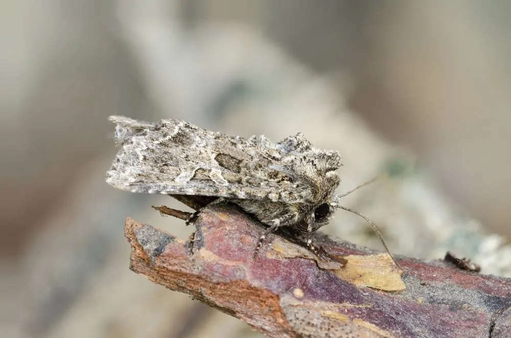 Image of owlet moth witchhazel