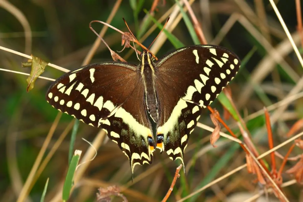 Image of palamedes swallowtail butterfly