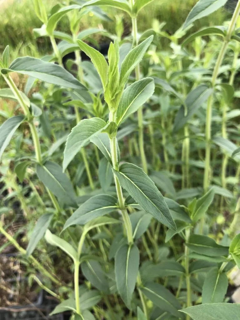 Image of mountain mint