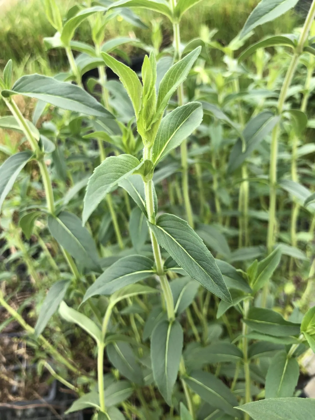 Image of mountain mint