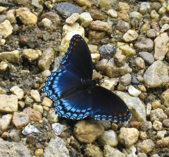 Image of red-spotted purple butterfly