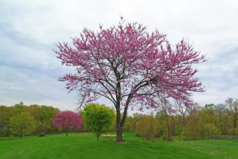 Image of a redbud tree