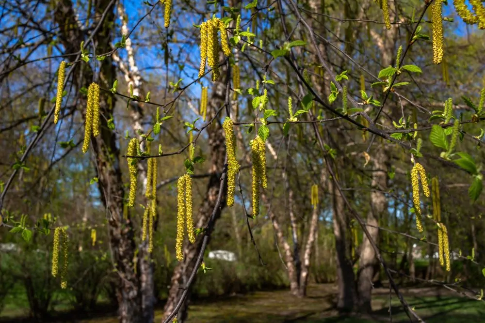 Image of river birch catkins