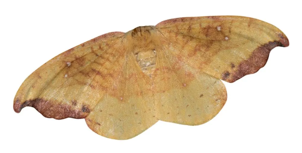 Image of rose hooktip