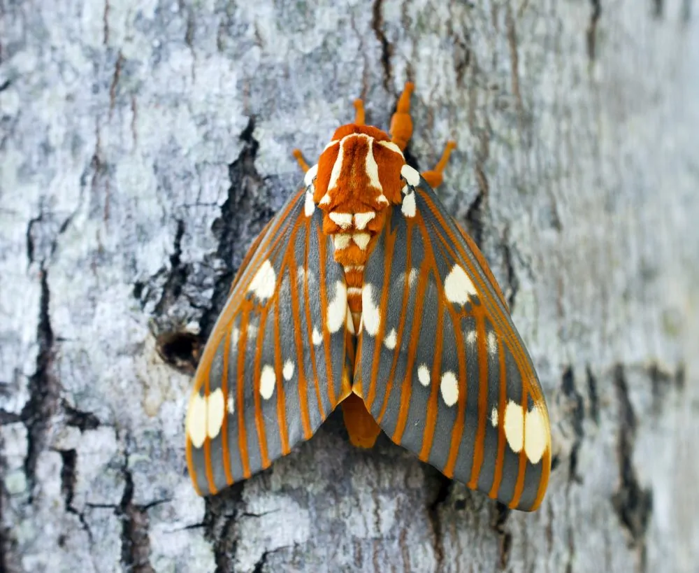Image of royal walnut moth