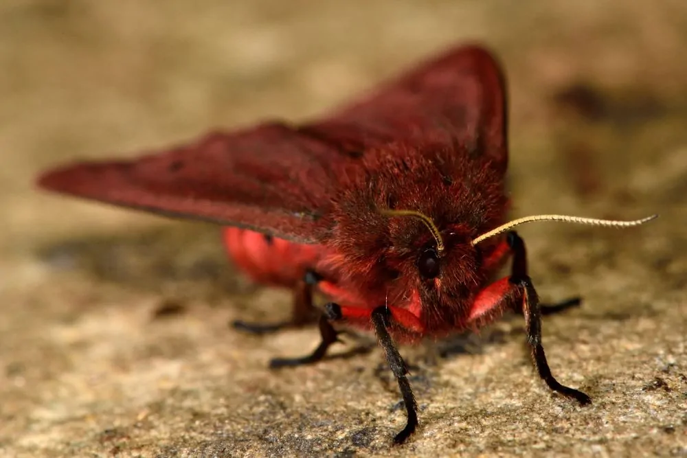 Image of ruby tiger moth