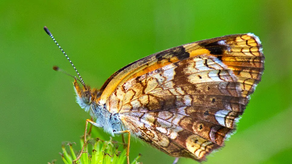 Image of silvery checkerspot