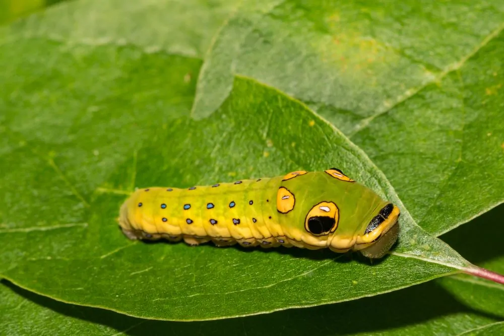 Image of spicebush swallowtail caterpillar