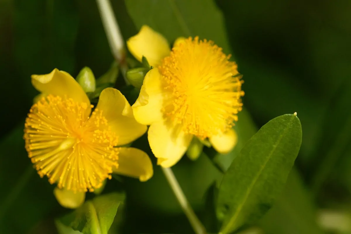 Image of St. John's Wort