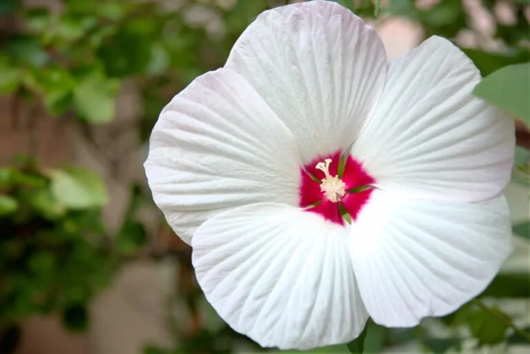 Image of swamp rose mallow