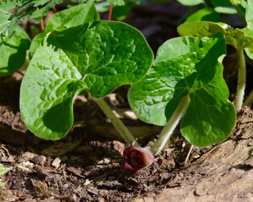 Image of wild ginger flower