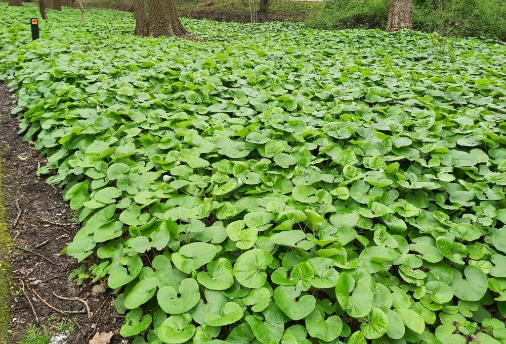 Image of wild ginger