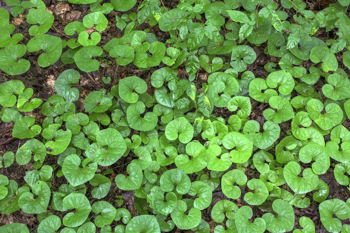 Image of wild ginger