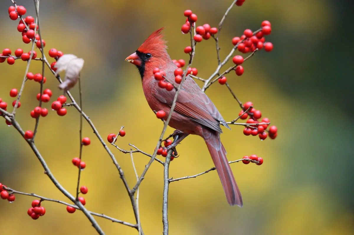 Image of winterberry