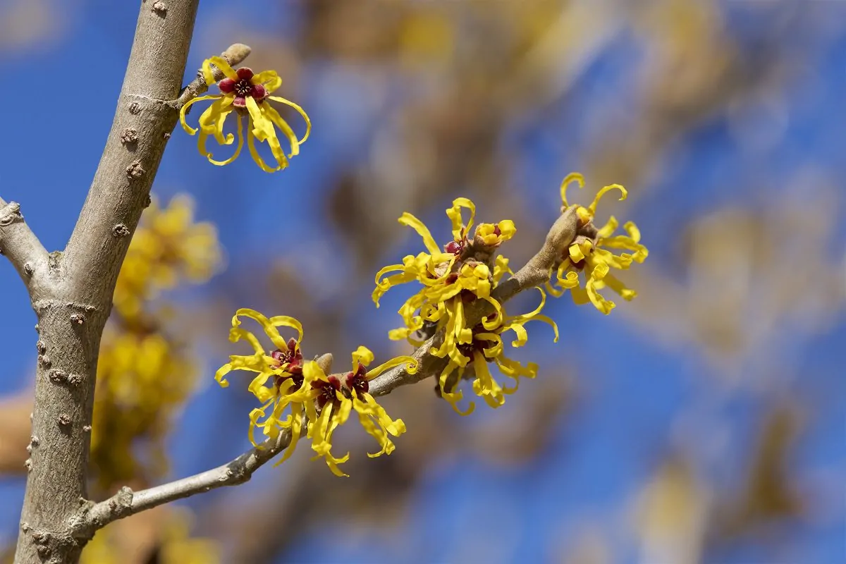 Image of witch hazel