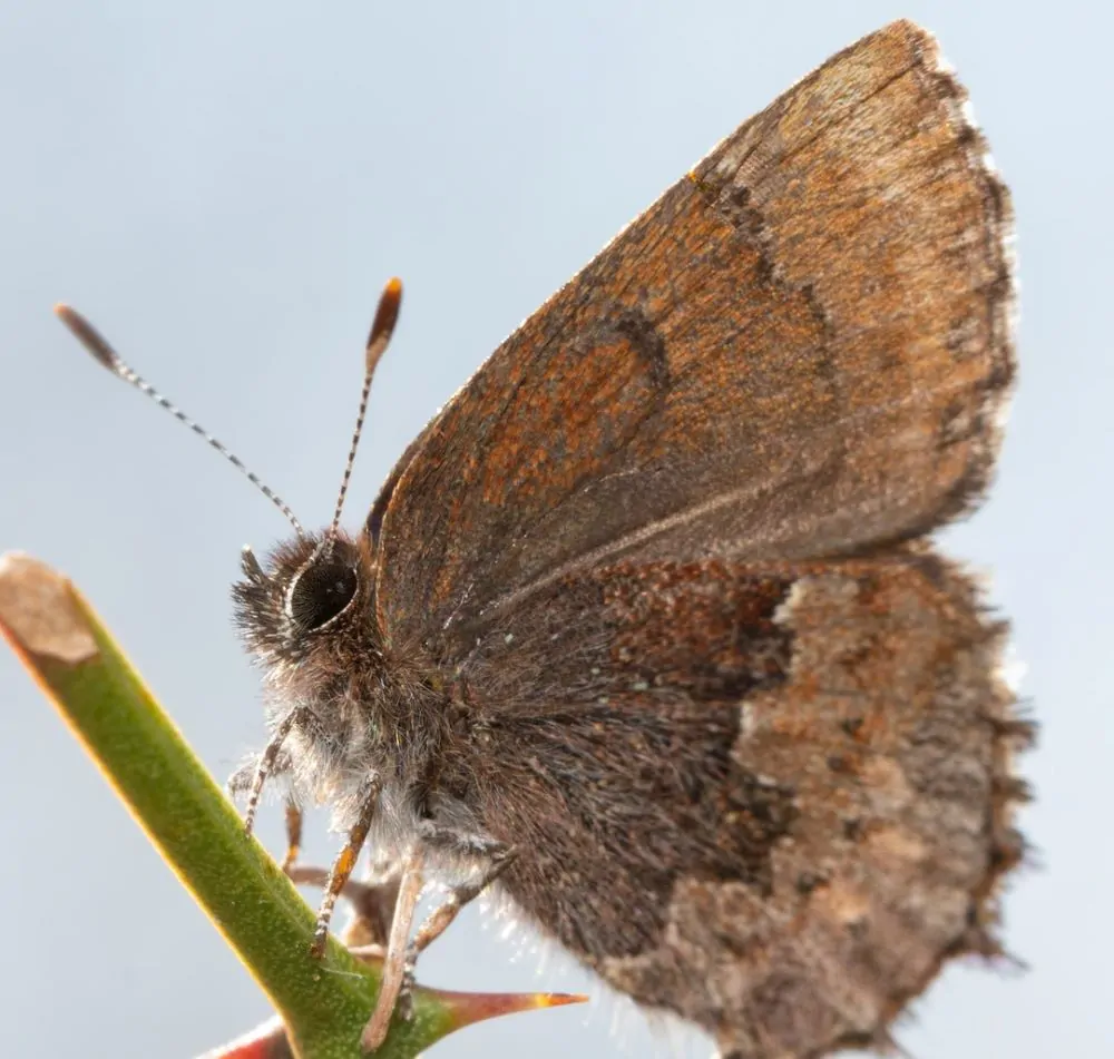 Image of henry's elfin butterfly