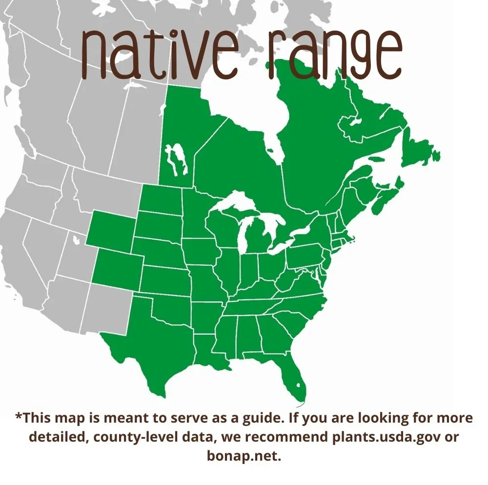 Sensitive Fern Range map