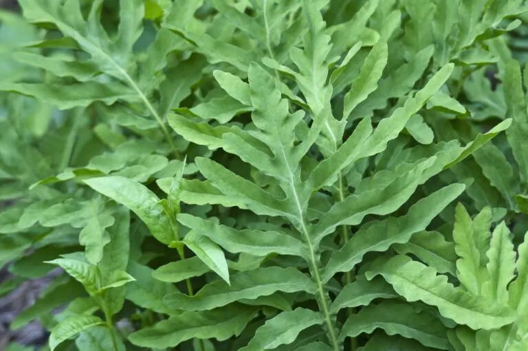 Image of sensitive fern