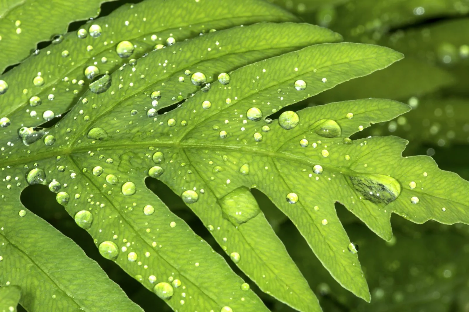 Image of sensitive fern