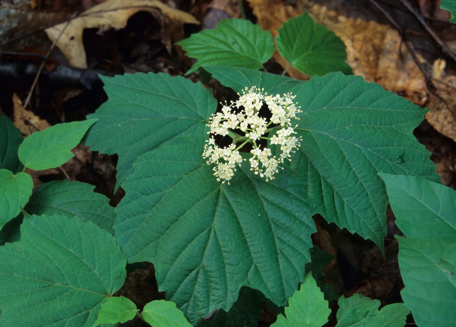 Image of Maple leaf viburnum