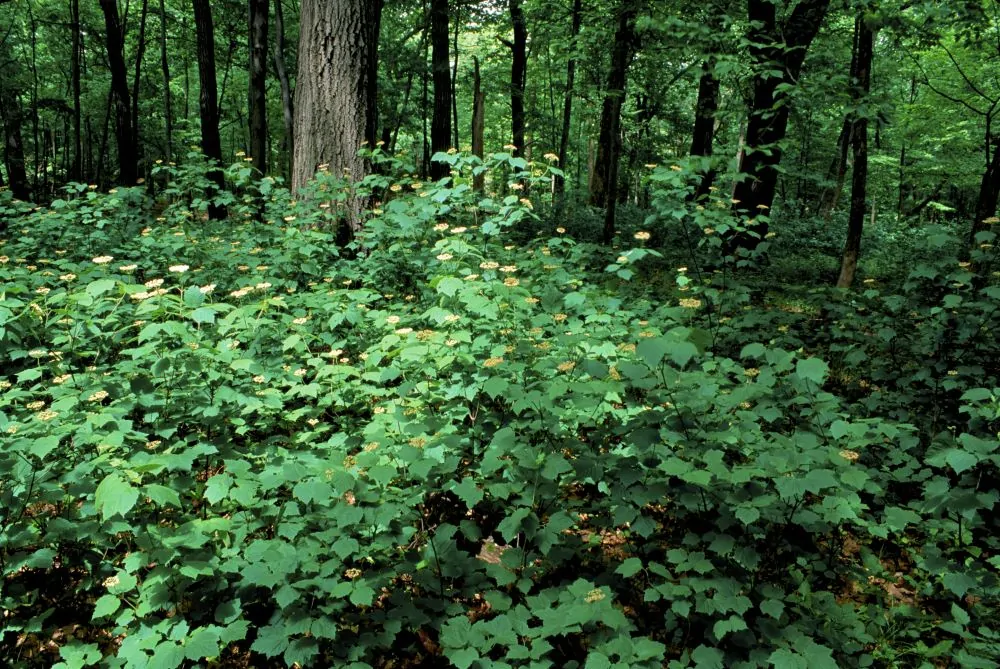 Image of maple leaves