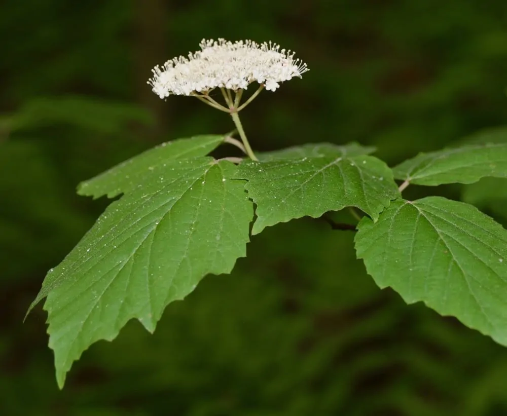 Image of maple leaves
