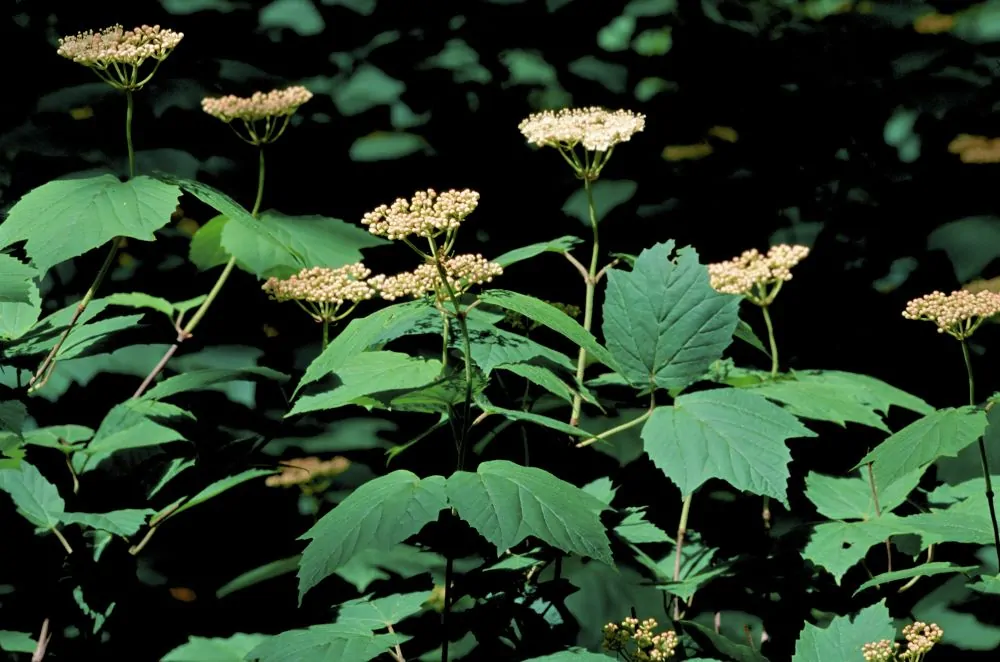 Image of maple leaves