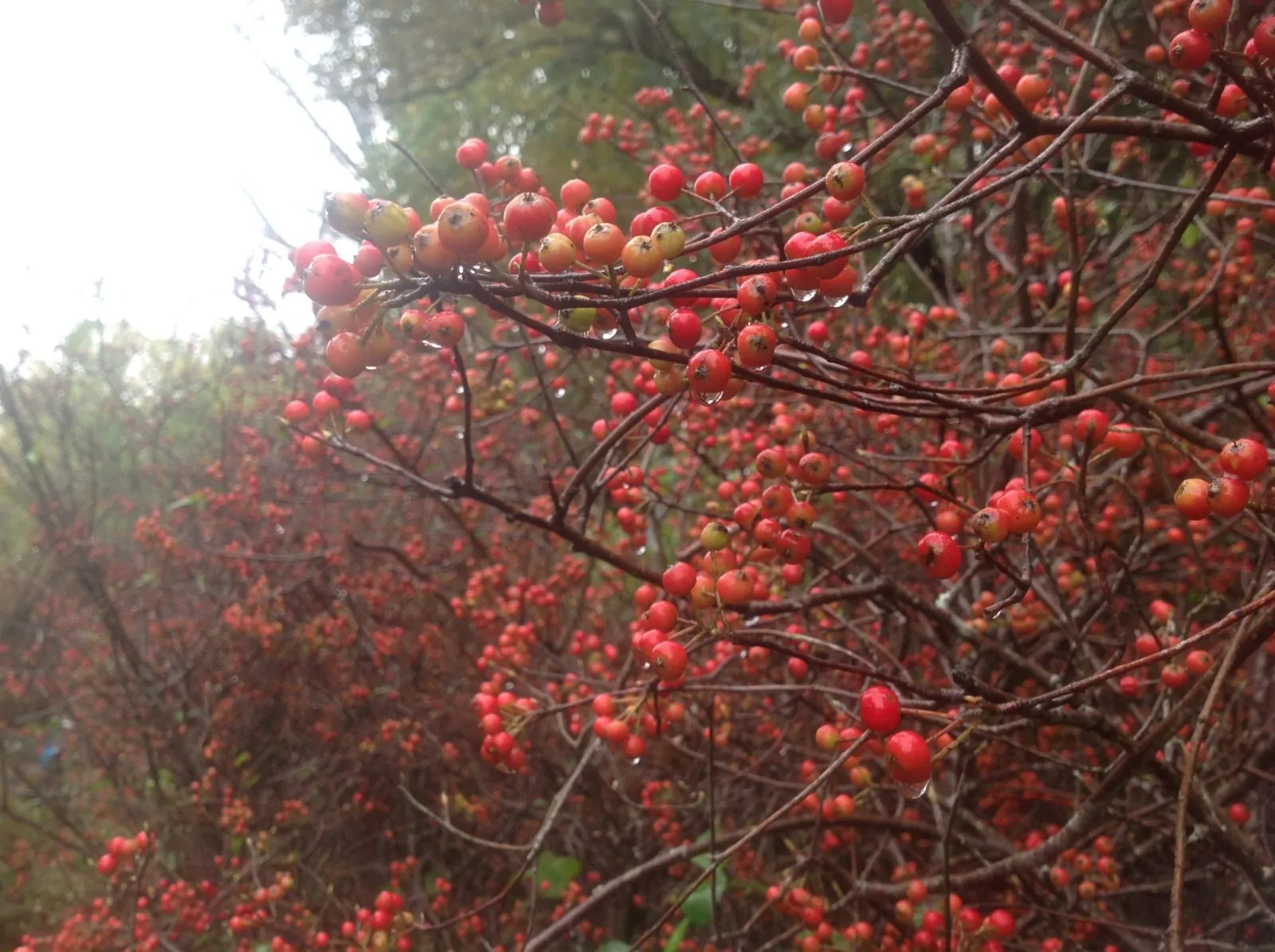 Image of Aronia arbutifolia in fall