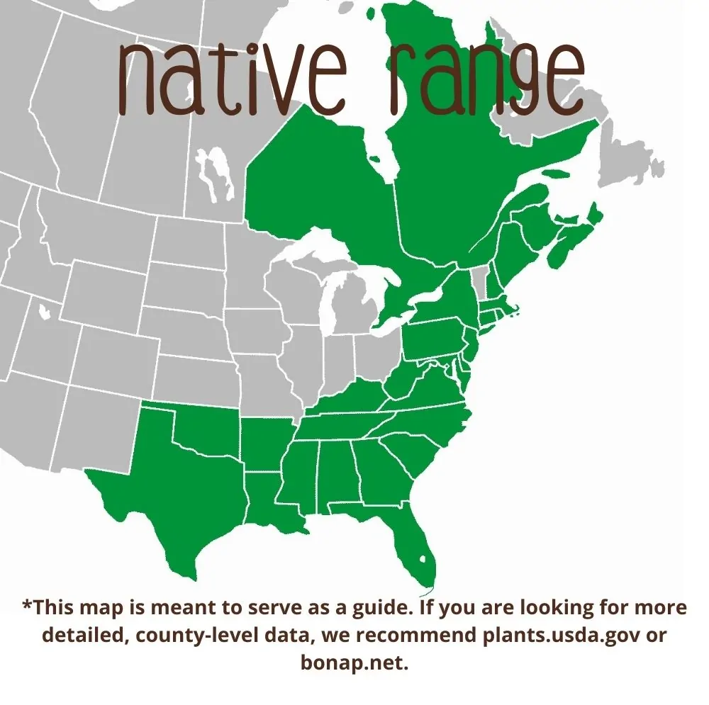 Red Chokeberry Range