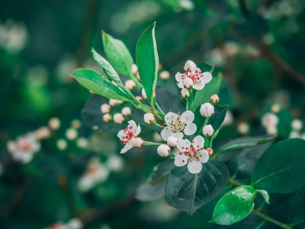 Image of red chokeberry