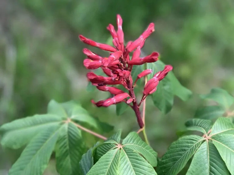 Image of Aesculus pavia
