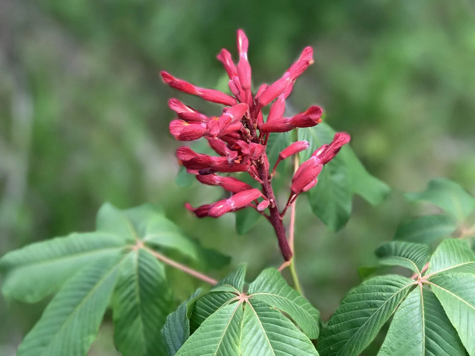 Image of Aesculus pavia