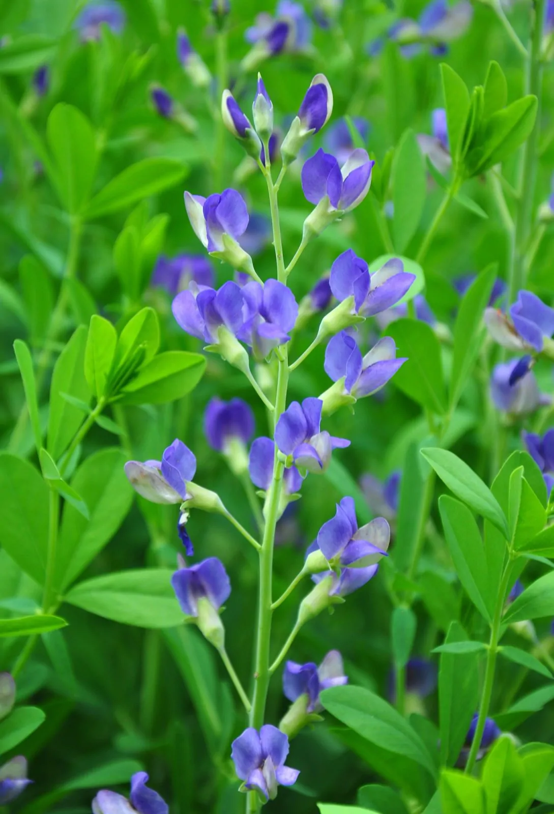 Image of blue false indigo