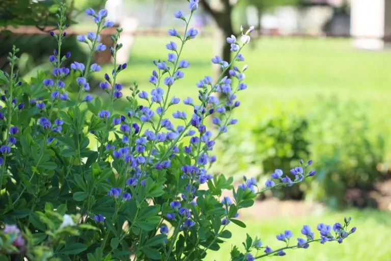 Image of blue false indigo