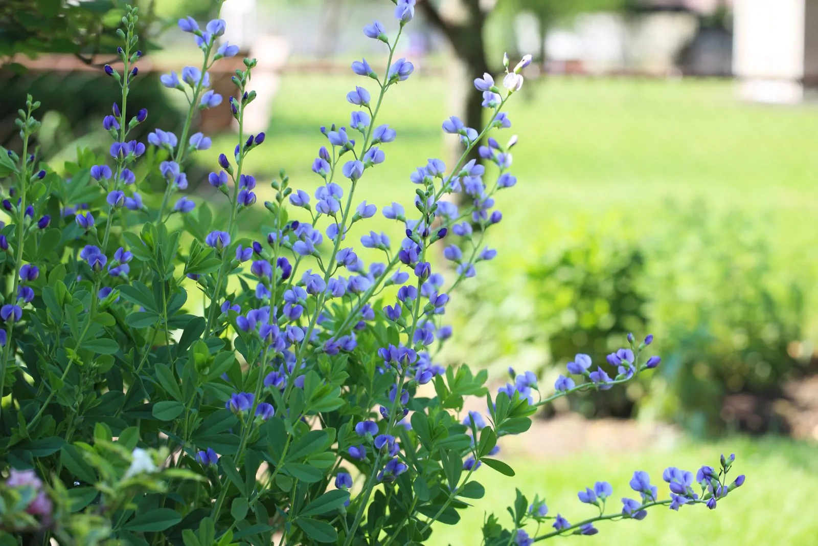 Image of blue false indigo