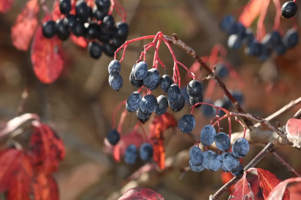 Image of Blackhaw Viburnum Berries