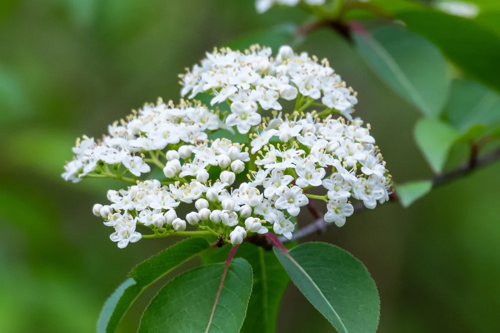 Blackhaw Viburnum Bloom Image