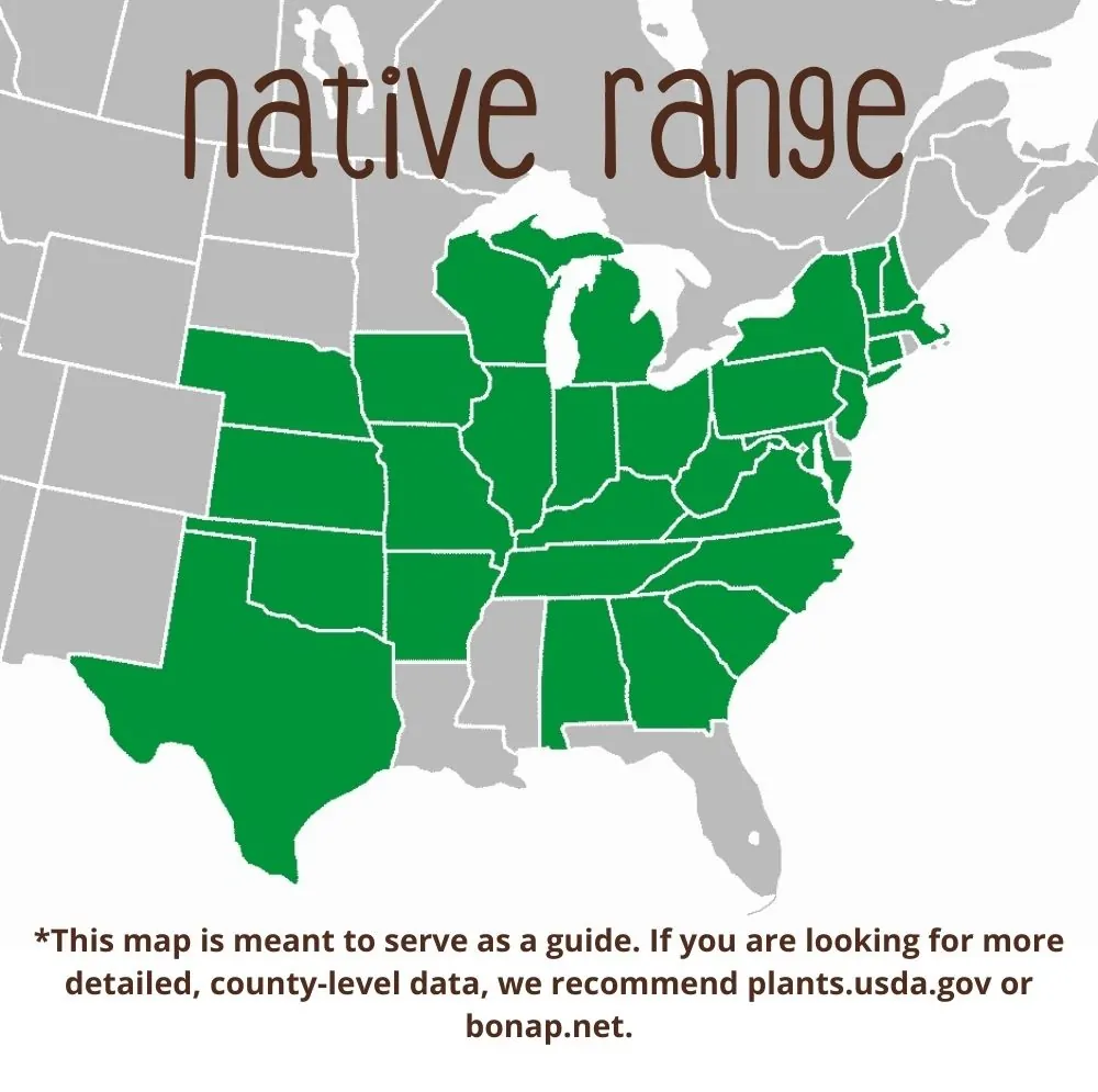 Blue False Indigo Range map