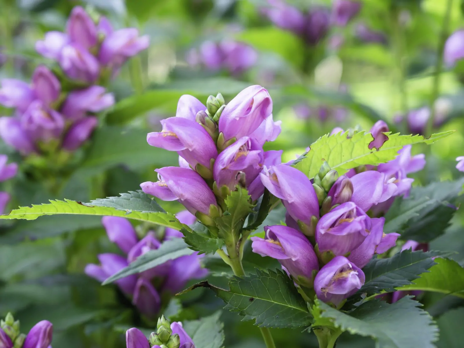 Image of Chelone Lyonii