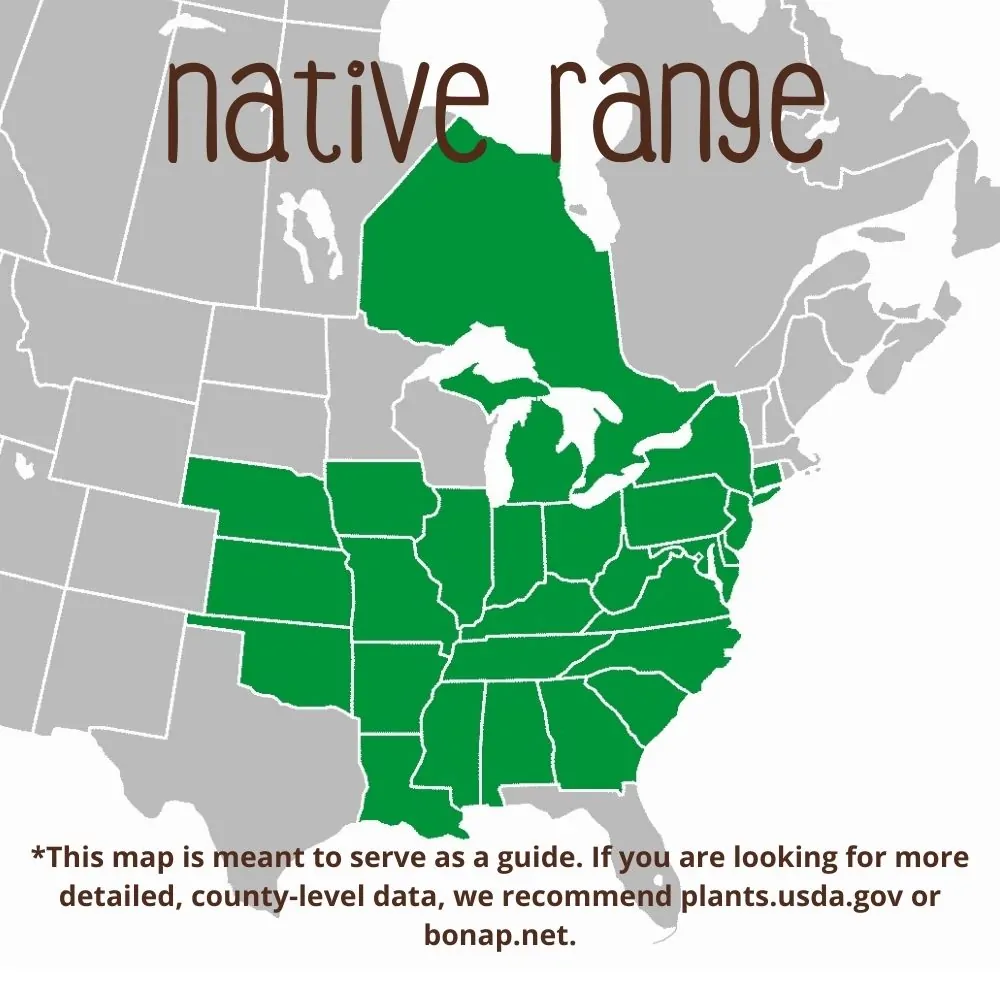 Coral Bells Range map