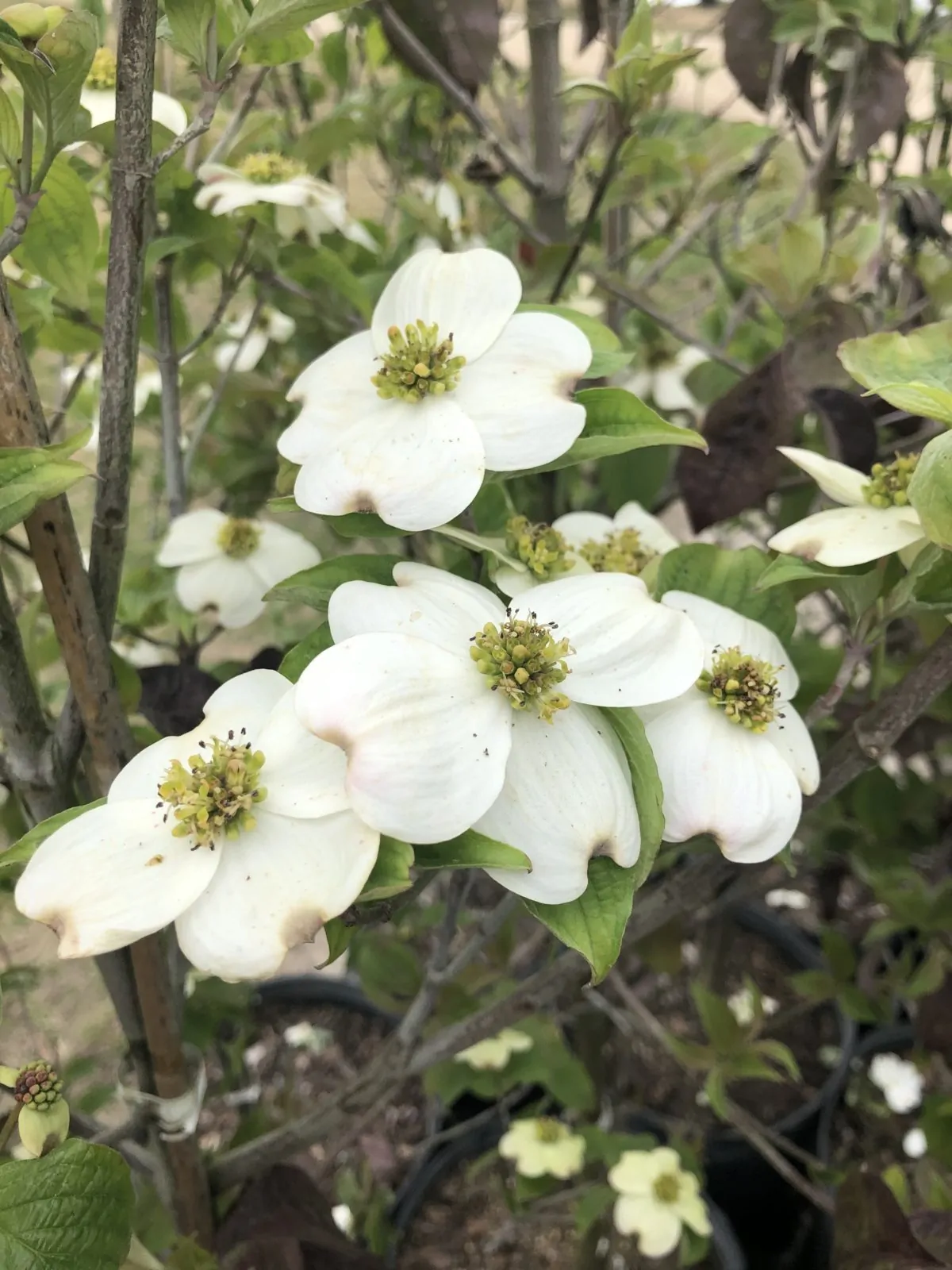 Image of Cornus florida