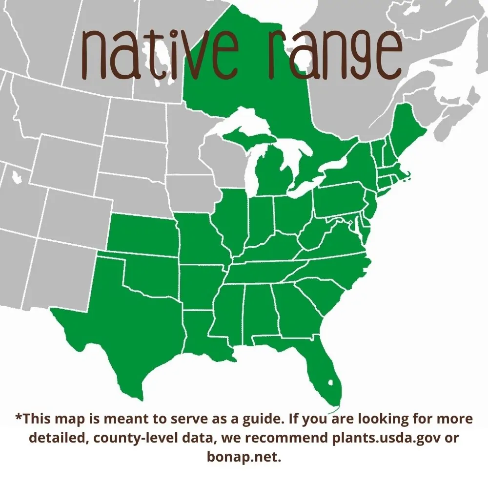 Flowering Dogwood Range
