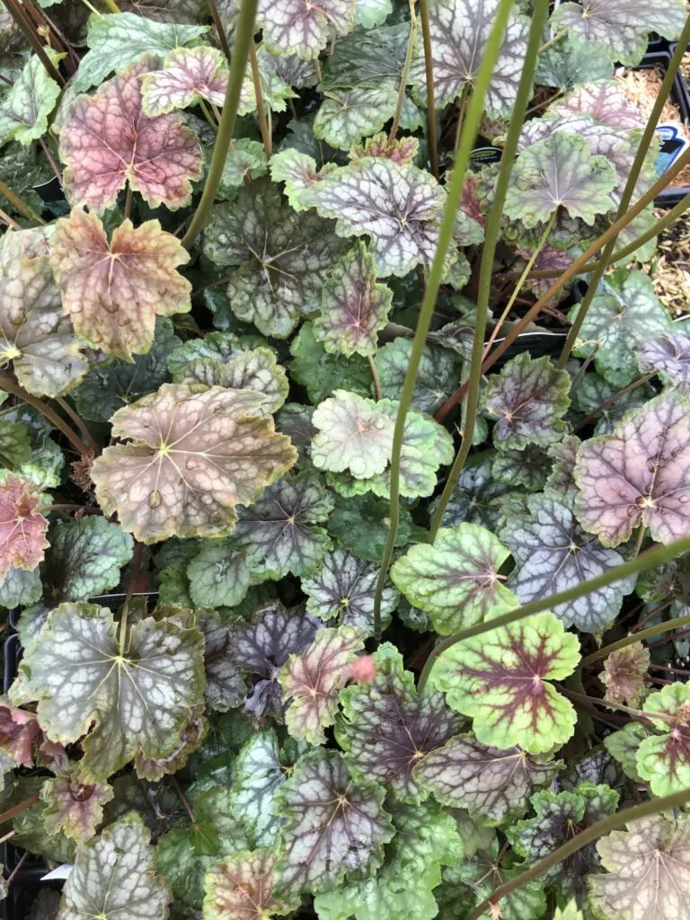 Image of coral bells