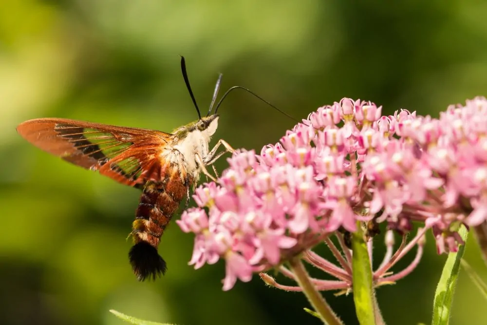 Hummingbird Clearwing Image