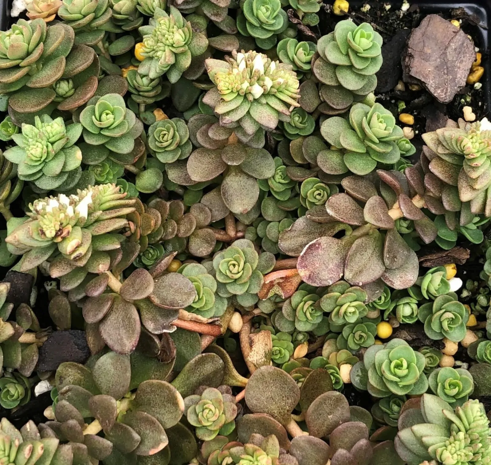 Image of woodland stonecrop