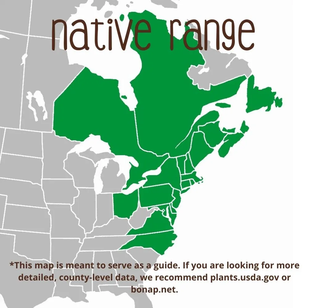 Northern Bayberry Range