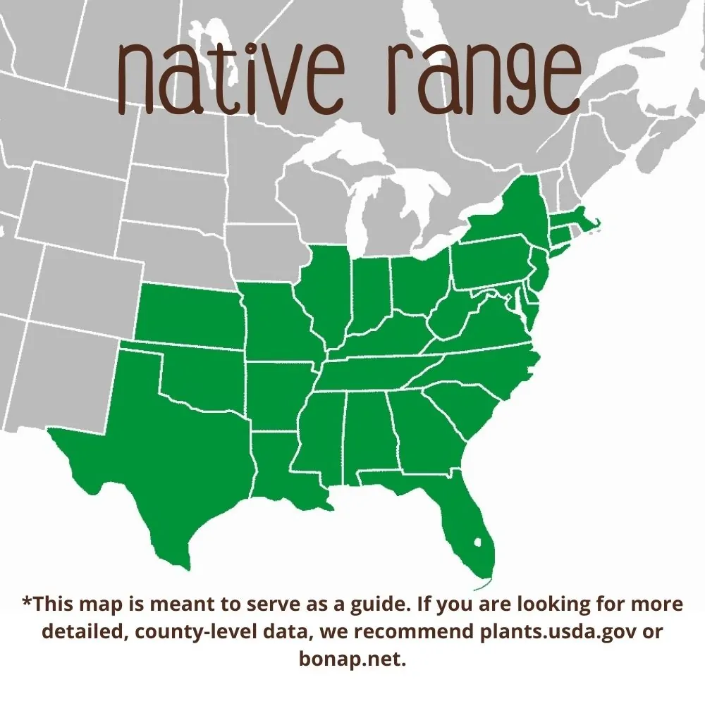 Pink Muhlygrass Range map
