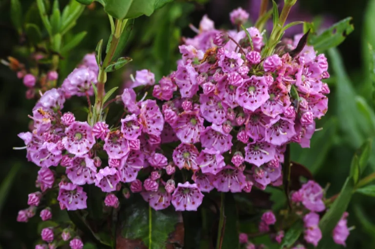 Sheep Laurel Blooms